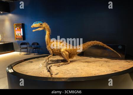 Nachbildung des Dinosauriers Coelophysoid in voller Größe im Tracks Museum of the Moab Giants Dinosaur Park, Moab, Utah Stockfoto