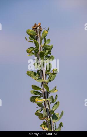 Ocotillo, Fouquieria Splendens, im Living Desert Zoo & Gardens State Park, Carlsbad, New Mexico. Stockfoto