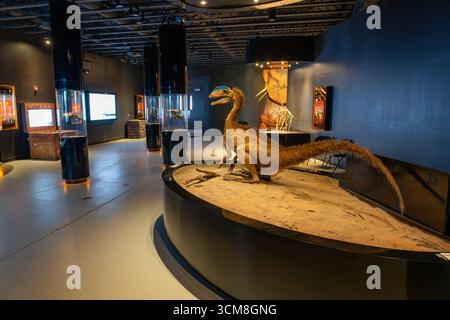 Nachbildung des Dinosauriers Coelophysoid in voller Größe im Tracks Museum of the Moab Giants Dinosaur Park, Moab, Utah Stockfoto