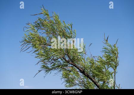 Desert Willow, Chilopsis linearis, im Living Desert Zoo & Gardens State Park, Carlsbad, New Mexico. Stockfoto