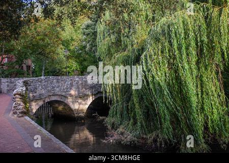 Trauerweide (Salix babylonica) Bäume rund um Christchurch bei Bournemouth, am Rande von Dorset und Hampshire mit dem New Forest in der Nähe Stockfoto