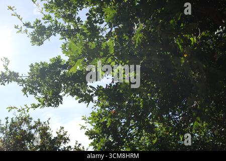 Eichenblätter und Eicheln in Christchurch bei Bournemouth, Großbritannien Stockfoto