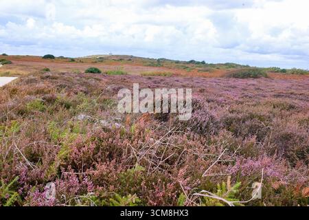 Heather in Bloom im September am Hengistbury Head mit Blick auf den Hafen von Christchurch und das Meer in der Nähe von Bournemouth, am Rande von Dorset und Hampshire Stockfoto