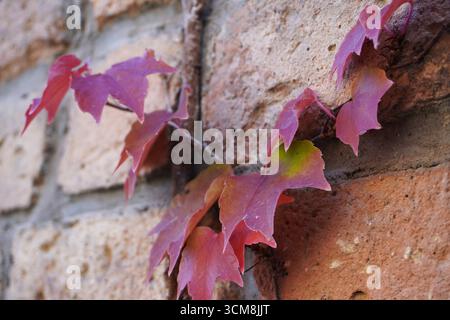 Farbenfrohe Nahaufnahme von Boston Ivy (Parthenocissus tricuspidata), roten Efeublättern, die auf einer alten Ziegelmauer wachsen Stockfoto
