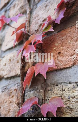 Farbenfrohe vertikale Nahaufnahme von Boston Ivy (Parthenocissus tricuspidata), rote Efeublätter, die auf einer alten Ziegelmauer wachsen Stockfoto