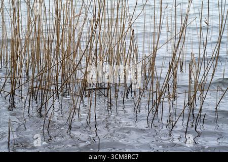 schilfgras in der Binnenmüritz Stockfoto