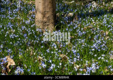 Schneeglanz (Chionodoxa forbesii), frühe Blüte auf der Wiese Stockfoto