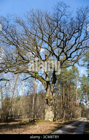 Deutschland, Mecklenburg-Vorpommern, Mecklenburgische Seenplatte, Nationalpark Müritz, Englische Eiche (Quercus robur), 700 Jahre alt, Naturdenkmal Stockfoto