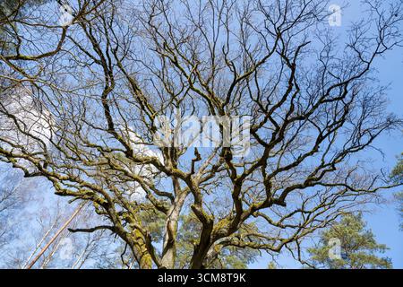 Deutschland, Mecklenburg-Vorpommern, Mecklenburgische Seenplatte, Nationalpark Müritz, Englische Eiche (Quercus robur), Baumkegel, 700 Jahre alt, Naturdenkmal Stockfoto
