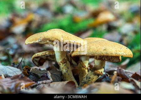 Eichenmilchkapseln Stockfoto