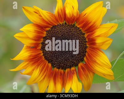 Sonnenblume Helianthus annuus Nahaufnahme mit gelben und roten Blütenblättern Stockfoto