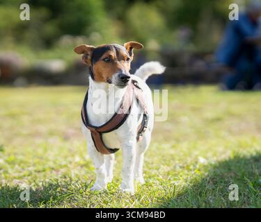 Reinrassiger, glatt beschichteter Jack Russell Terrier auf der Wiese. Dreifarbiger Jack Russell Terrier draußen auf der Farm. Stockfoto