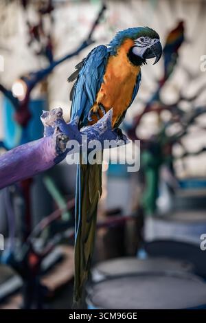 Ein blau-gelber Ara (Ara ararauna) steht auf einem Baumzweig und zeigt lebendiges Gefieder, geschwungenen schwarzen Schnabel und eine beeindruckende tropische Vogelperspektive Stockfoto