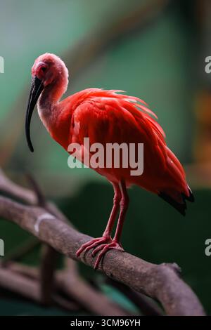Ein Scarlet Ibis (Eudocimus ruber) steht elegant auf einem Baumzweig und zeigt leuchtendes rotes Gefieder, lange geschwungene Schnabel und tropische Vogelperspektive. Stockfoto