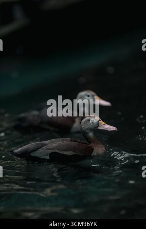 Zwei männliche Stockenten (Anas platyrhynchos) schwimmen anmutig in einem Teich und zeigen ihre grünen Köpfe, die wilde Wasservögel und die Schönheit tropischer Vögel hervorheben. Stockfoto
