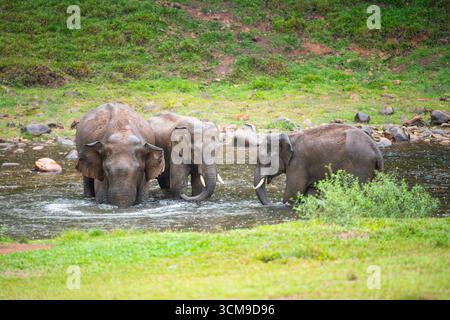 Indische Elefanten, wilde Herde, die Ein Bad an Einem See in Anakulam bei Munnar nimmt, Wildtiere Indiens, Elefantenfamilie an Einem regnerischen Tag Stockfoto