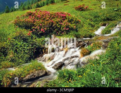 Almrosenstock mit Bach, Tirol Stockfoto
