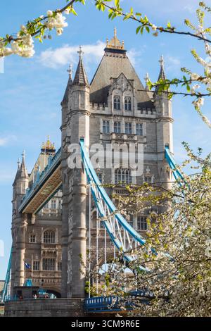 England, London, Tower Bridge und Spring Blossom in Bloom Stockfoto