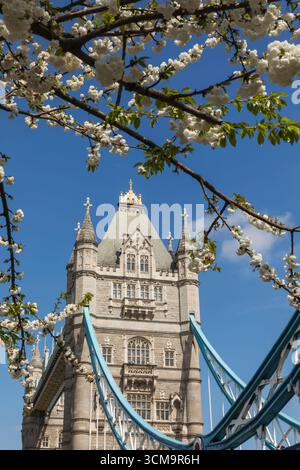England, London, Tower Bridge und Spring Blossom in Bloom Stockfoto