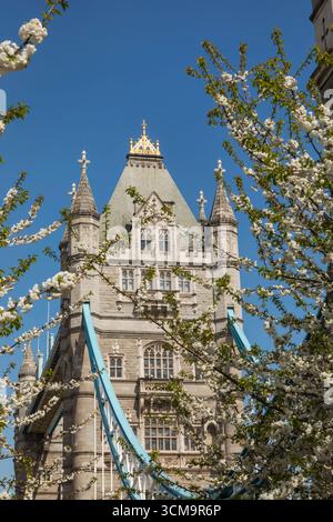 England, London, Tower Bridge und Spring Blossom in Bloom Stockfoto