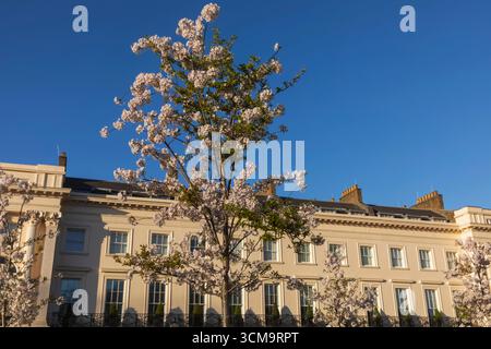 England, London, Regent's Park, Spring Blossoms Stockfoto