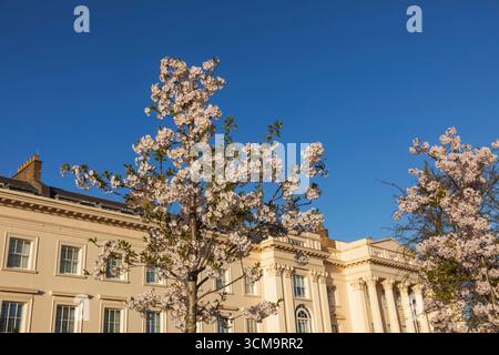 England, London, Regent's Park, Spring Blossoms Stockfoto
