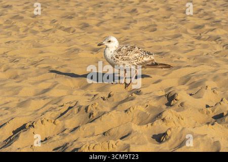 Eine weiße Möwe sitzt auf dem Dach eines Badehauses, Sommerstimmung an der Nordsee, blauer Himmel über einem weißen Badehaus mit einem Vogel auf dem Dach Stockfoto
