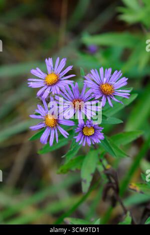 Große Gruppe von violetten Neuengland-Astern Stockfoto