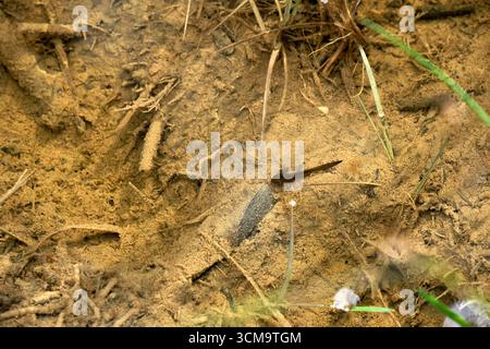 Ein junger Almsalamander Ichthyosaura alpestris in den dolomiten Stockfoto