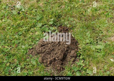 Ein Maulwurfboden auf grünem Gras Stockfoto