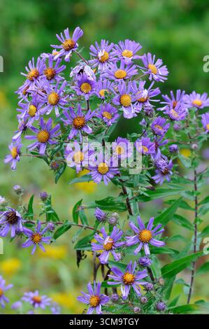 Große Gruppe von violetten Neuengland-Astern Stockfoto