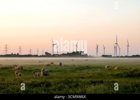 England, Kent, Romney Marsh, Windturbinen und Schafe im Feld Stockfoto