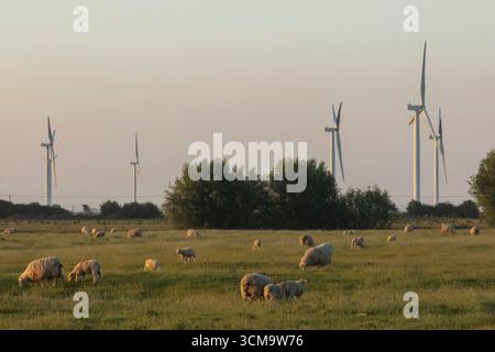 England, Kent, Romney Marsh, Windturbinen und Schafe im Feld Stockfoto