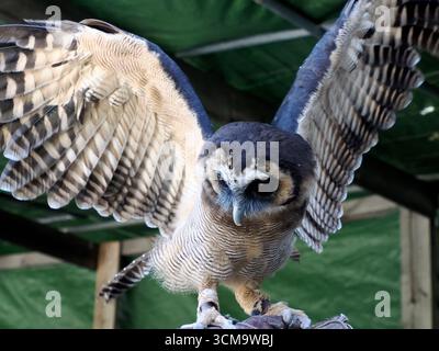 Ein Owl Bubo lacteus Nahaufnahme Porträt Stockfoto