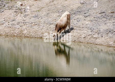 alpenkuh Detail in den dolomiten Trinken im Limosee fanes Park Berge Stockfoto