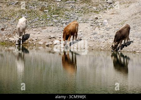 alpenkuh Detail in den dolomiten Trinken im Limosee fanes Park Berge Stockfoto