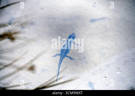 Der Almsalamander Ichthyosaura alpestris in den dolomiten Stockfoto