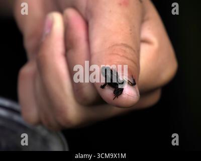 Säuglingsfrosch im dolomitenteich auf Kinderhand Stockfoto