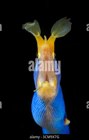 Ribbon Aal, Rhinomuraena quaesita, Mabini, Luzon, Philippinische See, Philippinen Stockfoto