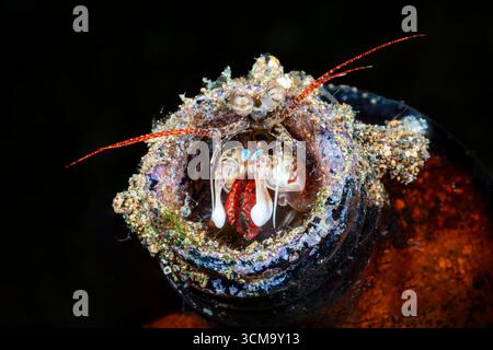 Mantis Shrim mit Eiern, Gonodactylinus sp., Mabini, Luzon, Philippinisches Meer, Philippinen Stockfoto