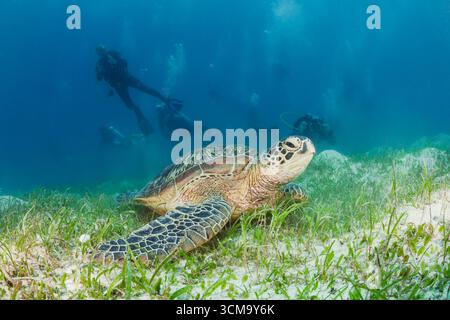 Green Sea Turtle and Scuba Diver, Chelonia mydas, Loon, Bohol, Cebu Strait, Philippinische See, Philippinen Stockfoto