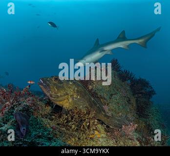 Sebastes pachycephalus & Triakis scyllium – Japanische Steinfische und gebändelte Hundhaie Stockfoto