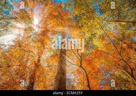Mehrfarbige Bäume im Herbstwald Stockfoto