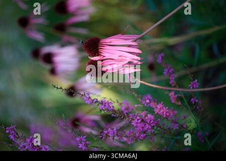 Blassvioletter Koneflower (Echinacea pallida), blasser Koneflower mit violettem Loosestrife (Lythrum salicaria) Stockfoto