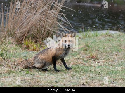 Rotfuchs (Vulpes vulpes). Schneeschauer im Acadia-Nationalpark, Maine, USA. Stockfoto