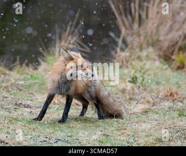 Rotfuchs (Vulpes vulpes). Schneeschauer im Acadia-Nationalpark, Maine, USA. Stockfoto