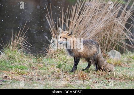 Rotfuchs (Vulpes vulpes). Schneeschauer im Acadia-Nationalpark, Maine, USA. Stockfoto