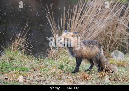 Rotfuchs (Vulpes vulpes). Schneeschauer im Acadia-Nationalpark, Maine, USA. Stockfoto