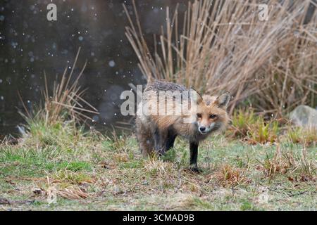 Rotfuchs (Vulpes vulpes). Schneeschauer im Acadia-Nationalpark, Maine, USA. Stockfoto