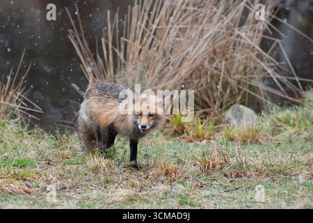 Rotfuchs (Vulpes vulpes). Schneeschauer im Acadia-Nationalpark, Maine, USA. Stockfoto